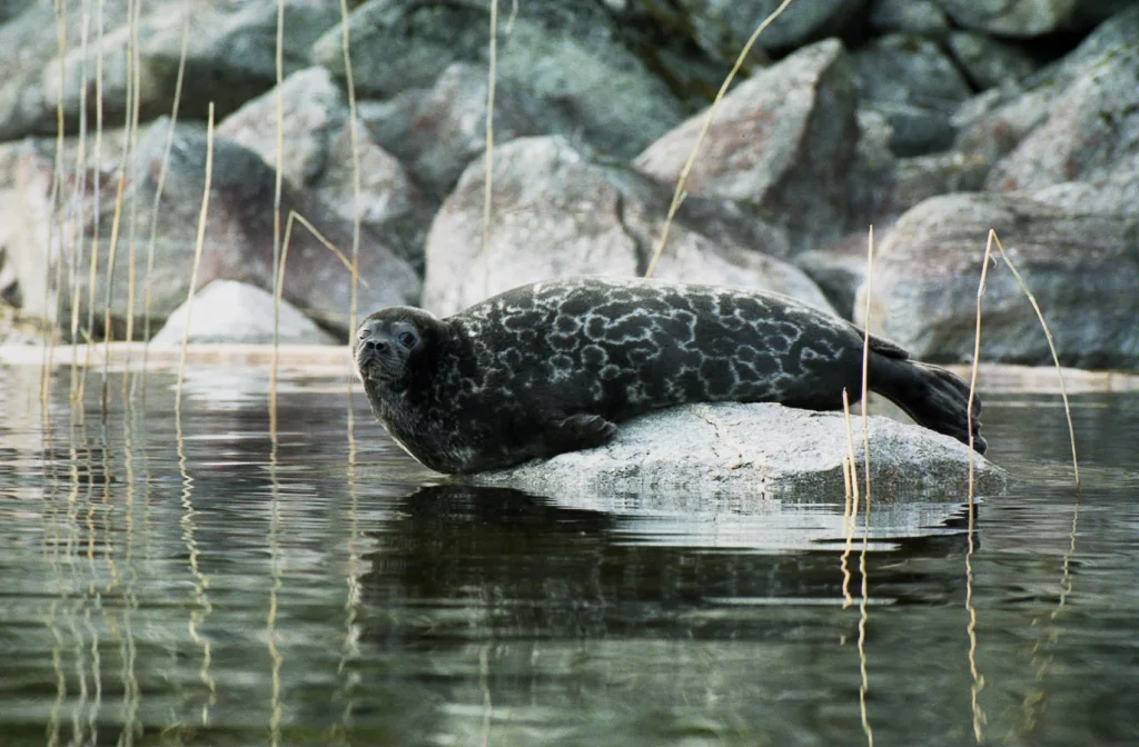 Saimaannorppa Pohjoisen Saimaan saaristossa – uhanalainen laji, jonka elinalueilla Karelia Cottages toimii vastuullisesti.