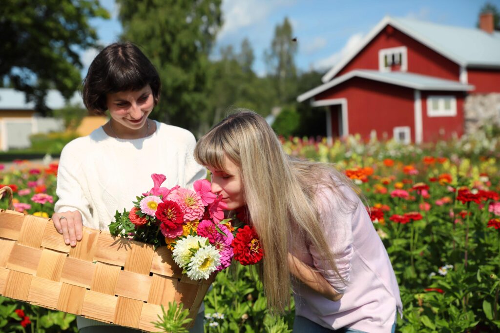 Karjalanruusun kukkapelto kutsuu ihastumaan ja poimimaan oman kimpun kotiin viemisiksi.