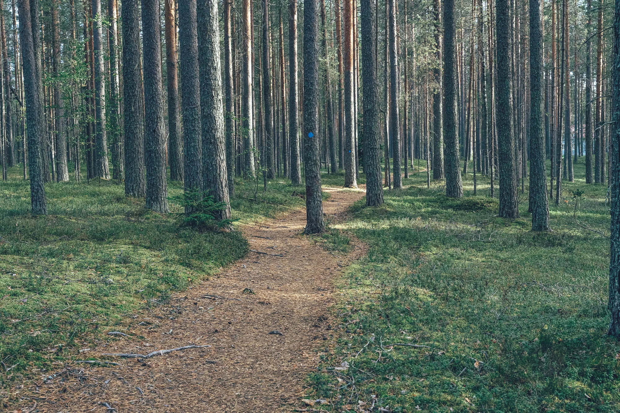 Leveä metsäpolku Saimaa by Cycle -reitillä Pohjoisella Saimaalla – helppokulkuinen osuus, jossa gravel-pyöräilijä nauttii luonnon rauhasta.